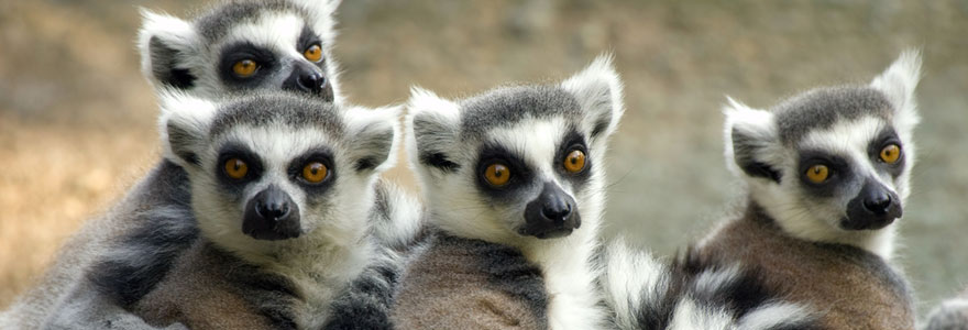 La faune de Madagascar