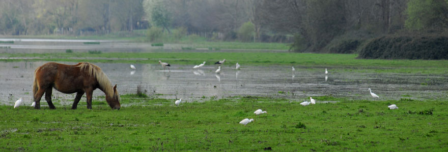 Biodiversité Aquatique