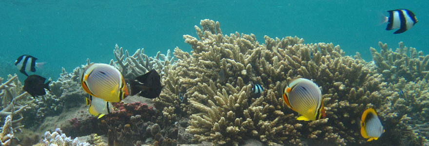 La Biodiversité Marine