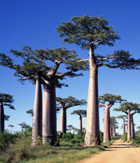 madagascar-info